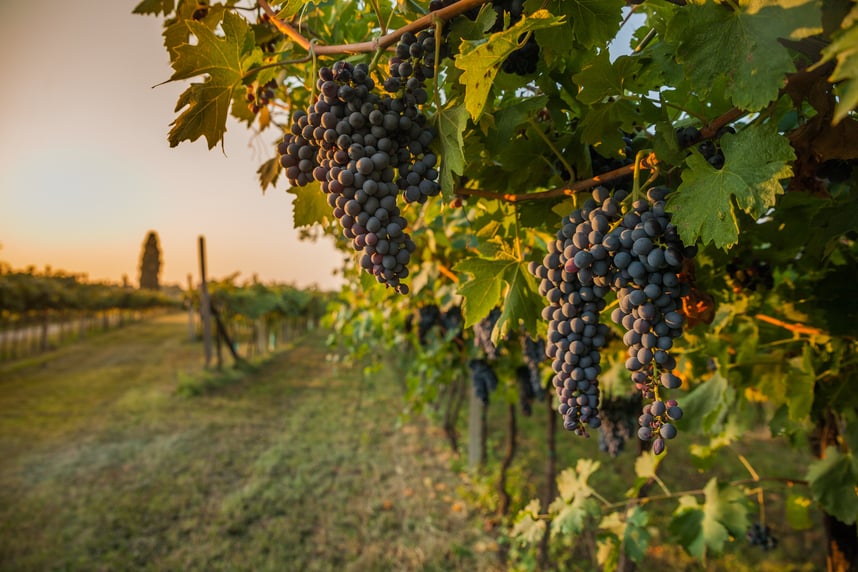 Chianti DOCG: Alles, was Sie über diesen italienischen Rotwein wissen müssen Chianti DOCG: Alles, was Sie über diesen italienischen Rotwein wissen müssen